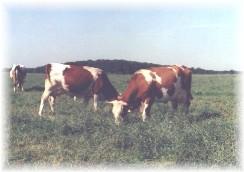 Bydło mleczne i opasowe-hodowla w Grabinie, opolskie