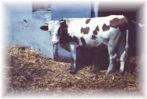 Bydło mleczne i opasowe-hodowla w Grabinie, opolskie