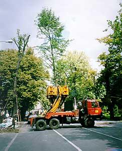 Przesadzanie drzew,przesadzanie dużych drzew    OGROBUD , Pleszew, Poznań, wielkopolskie