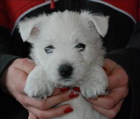 West highland white terrier - szczeniaki, reproduk