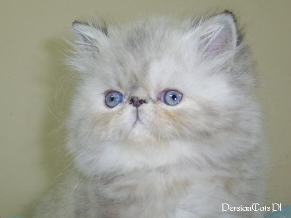  LIKO - koteczka perska - biała ze znaczeniami