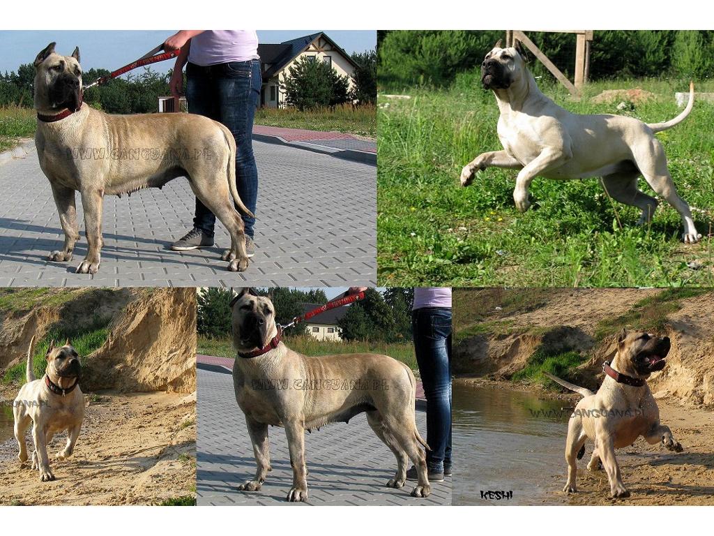 Canguana - hodowla psów rasy dogo canario, , Kielce, świętokrzyskie