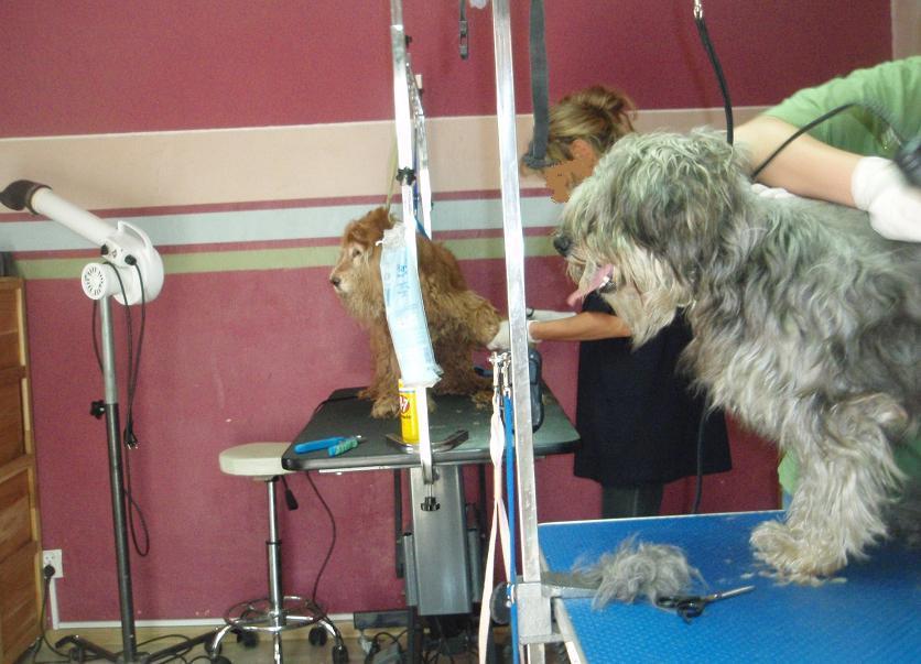 INTENSYWNY kurs groomerski psi fryzjer POZNAŃ , POZNAŃ  - Grunwald, wielkopolskie