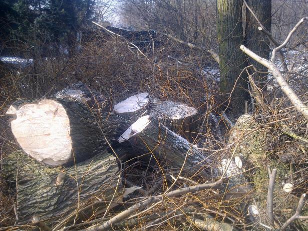 Wycinka drzew  pielegnacja drzew RADZIONKÓW TG, śląskie