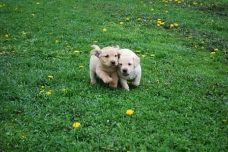 Labradory oraz Lagotto - szczenięta z rodowodem, Łomża, podlaskie