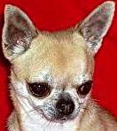  Chihuahua Reproduktor XAVIER ze Strme Ch.BLR, Jaworzno, śląskie