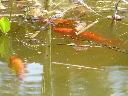 rybki w oczku wodnym na terenie ogrodu nad jeziorem powidz