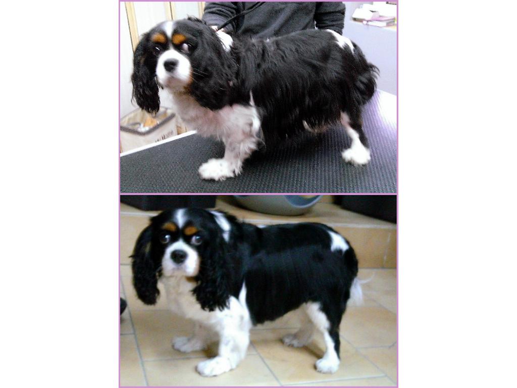 Cavalier przed i po pielęgnacji