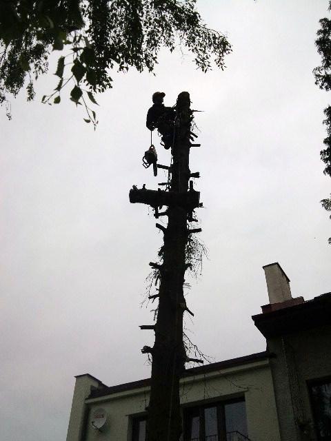 Wycinka drzew  Kielce, Kielce, okolice, świętokrzyskie