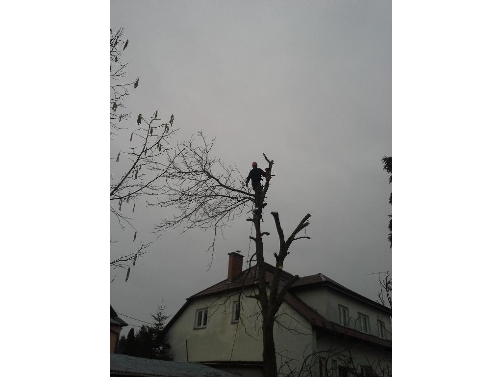 Wycinka drzew  Kielce, Kielce, okolice, świętokrzyskie