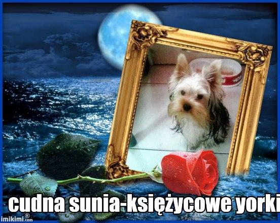 Kameralna hodowla yorkshire terrier ,miniaturowe - Księżycowe yorki, Kraków, małopolskie