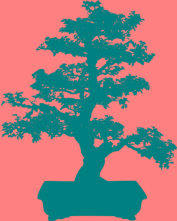 Drzewka bonsai Złotów, wielkopolskie