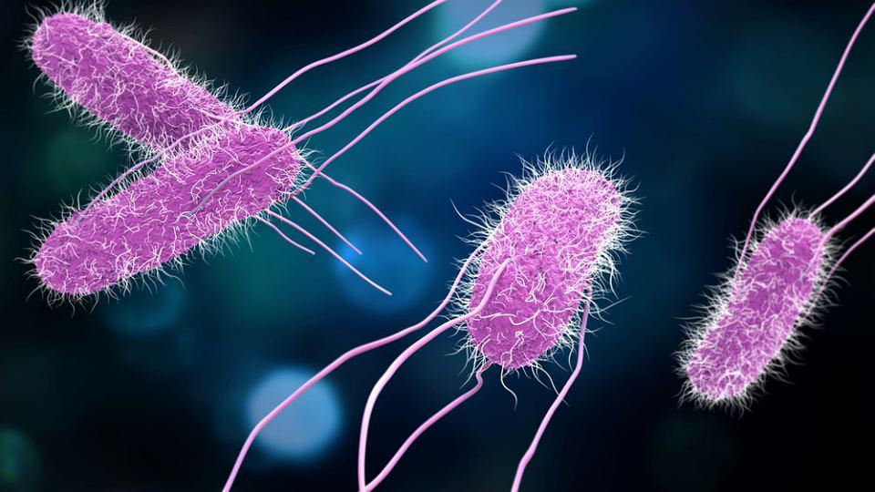 Dezynfekcja - szybkie i skuteczne zabiegi likwidacji wirusów - bakteri, Koszalin, zachodniopomorskie