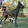 Hodowla FCI: dog niemiecki, york, nagi perro, BRI , Glinianka, mazowieckie