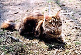 kotka maine coon Alaska