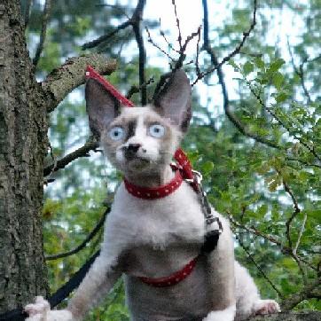 kotka devon rex - Yesterday Scarface