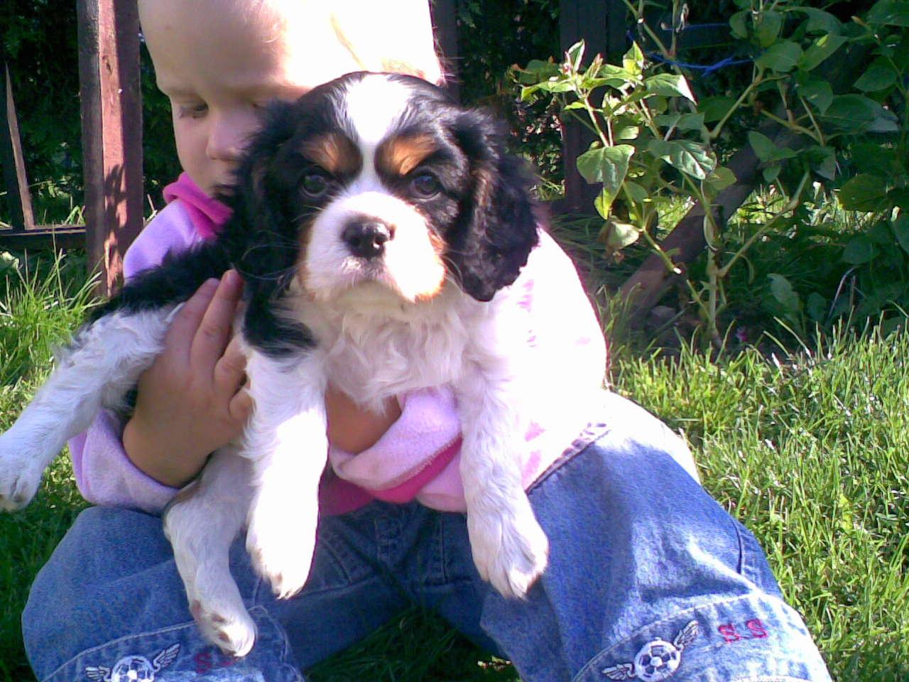 Cavalier King Charles Spaniel, Trzemeszno, wielkopolskie