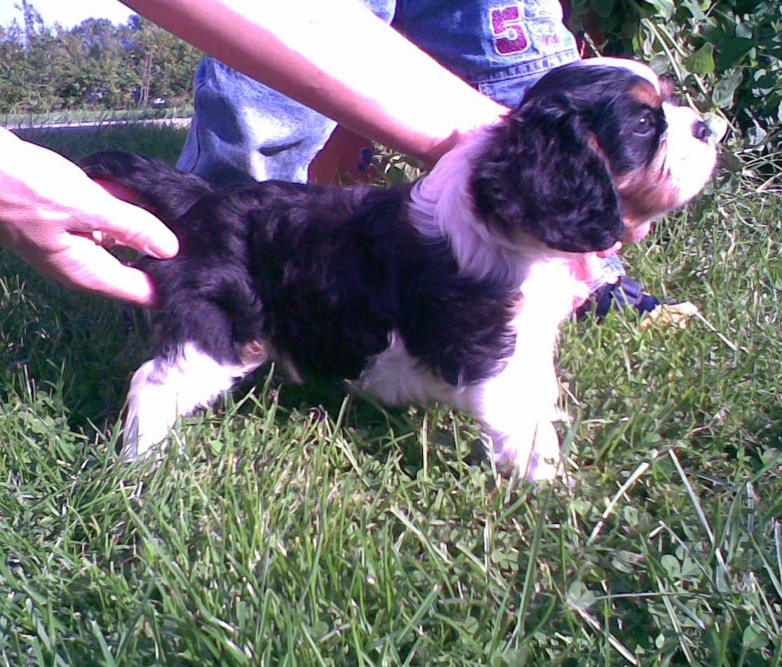 Cavalier King Charles Spaniel, Trzemeszno, wielkopolskie