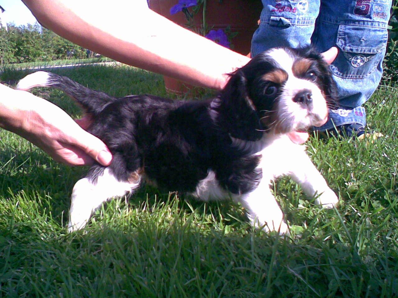 Cavalier King Charles Spaniel, Trzemeszno, wielkopolskie