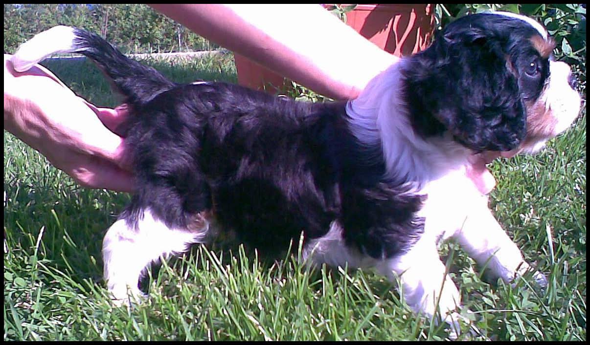 Cavalier King Charles Spaniel, Trzemeszno, wielkopolskie