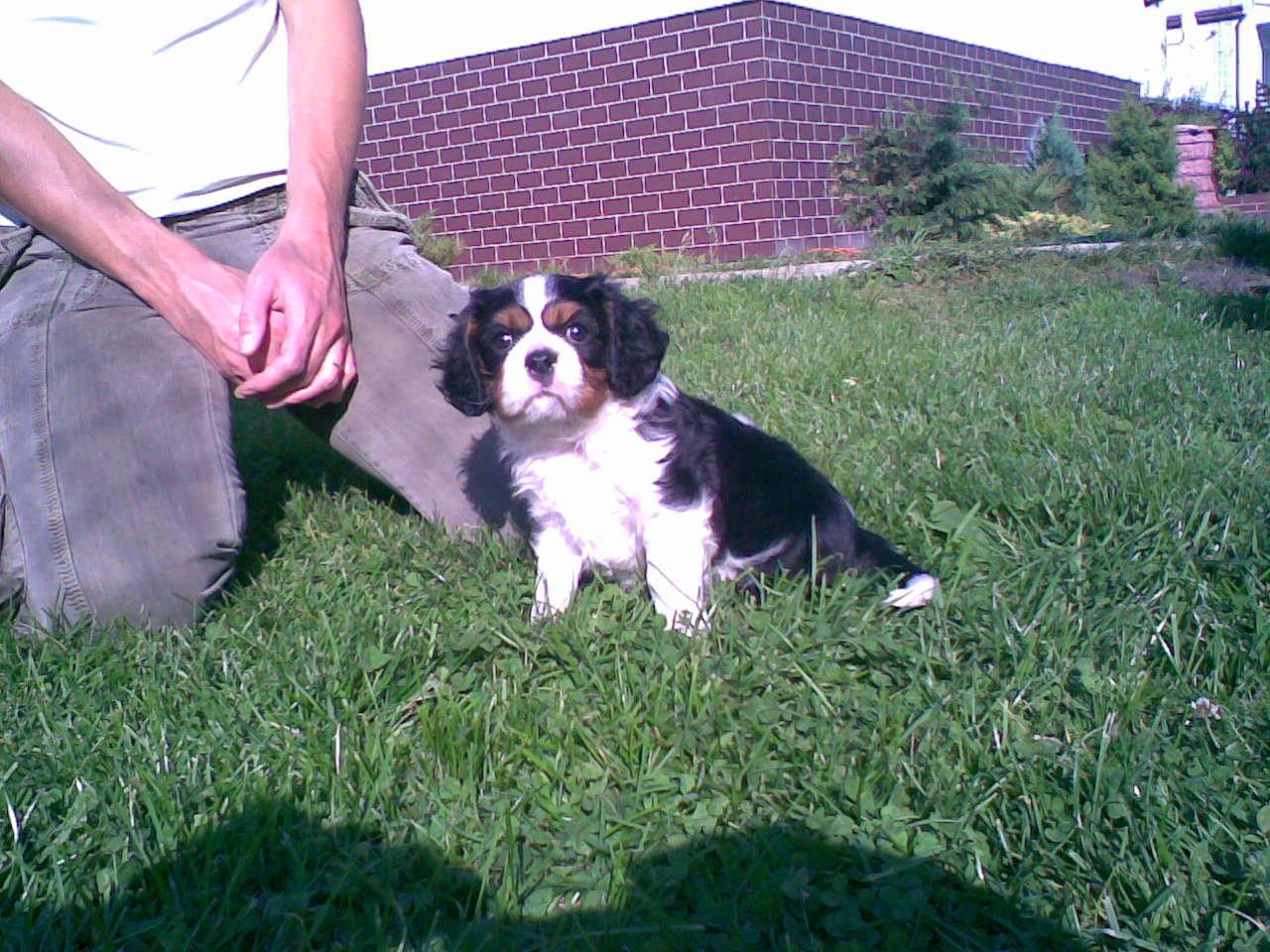 Cavalier King Charles Spaniel, Trzemeszno, wielkopolskie