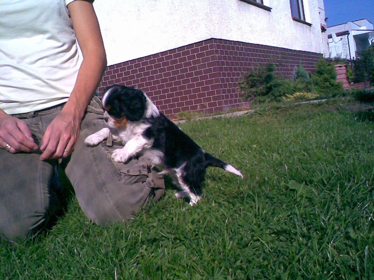 Cavalier King Charles Spaniel, Trzemeszno, wielkopolskie