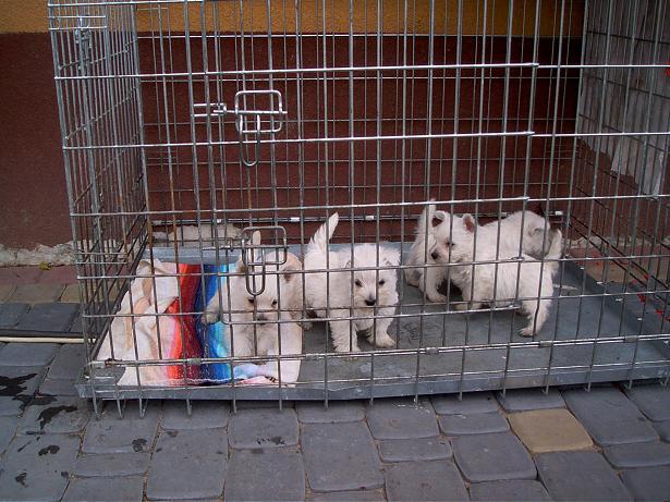 Sprzedam West Terrier, Częstochowa, śląskie