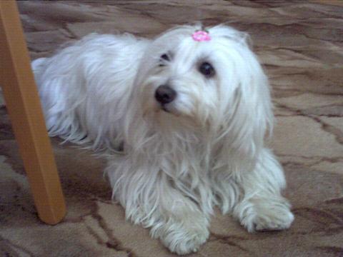 MALTAŃCZYKI - MALTESE, Sosnowiec, śląskie