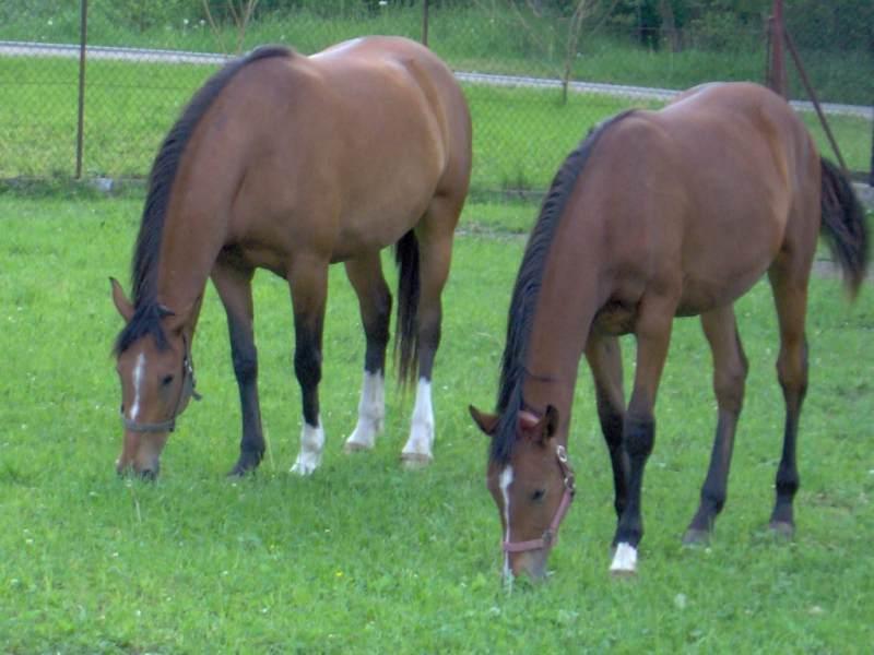 Jazda konna w Rabce Zdroju, konkurencyjne ceny, Rabka-Zdrój, małopolskie