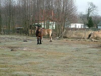 Przejażdżki konne (w siodle lub bryczką)!, Cielętniki , śląskie