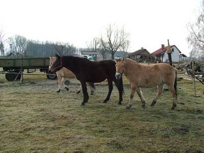 Przejażdżki konne (w siodle lub bryczką)!, Cielętniki , śląskie