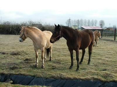 Przejażdżki konne (w siodle lub bryczką)!, Cielętniki , śląskie