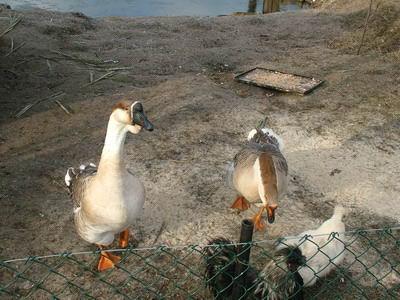 Jedyne takie na favore.pl MINI ZOO, zapraszamy!, Cielętniki , śląskie