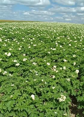 DECOPOL - Doradztwo agronomiczne, Strzelin, dolnośląskie