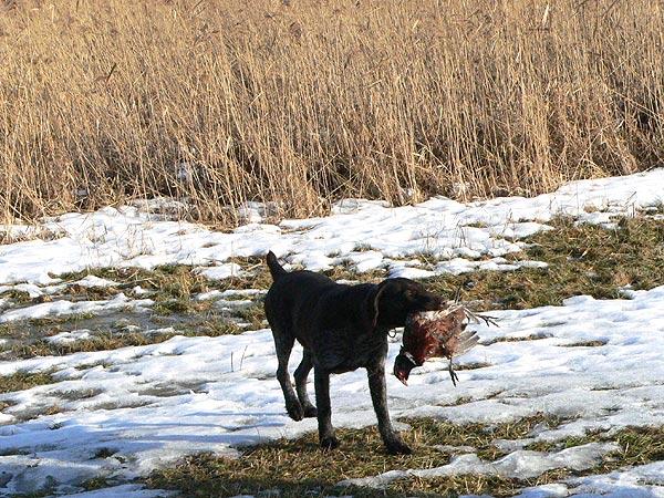 Biuro polowań oferta dla Ciebie, Piła, wielkopolskie