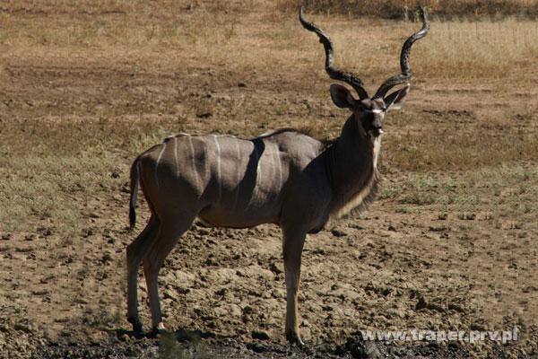 Polowania na całym świecie - Rosja - Namibia, Redło, zachodniopomorskie