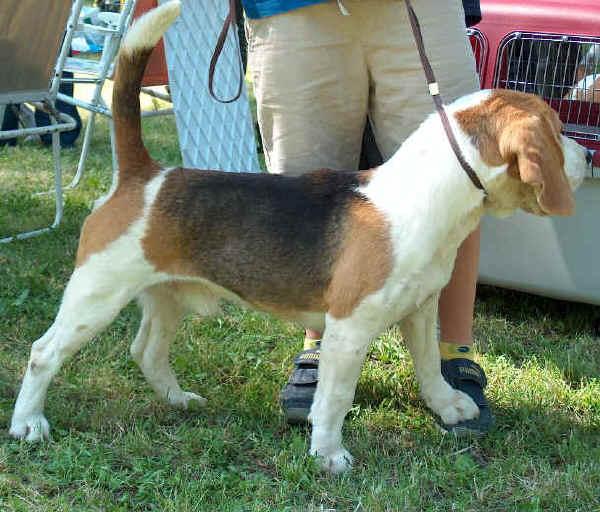  Krajowa Wystawa Beagle  (CAC), Sopot, pomorskie