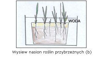 Szkółka roślin wodnych i bagiennych! Białystok, podlaskie