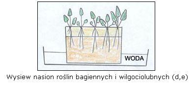 Szkółka roślin wodnych i bagiennych! Białystok, podlaskie