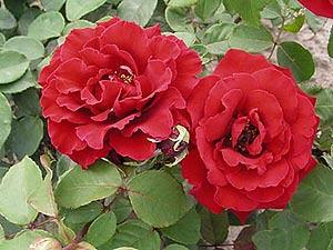 Róża wilelokwiatowa czerwona