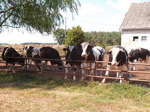 Hodowla bydła mlecznego - Rawicz, wielkopolskie