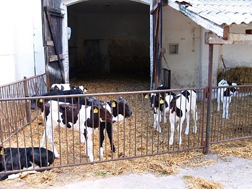 Hodowla bydła mlecznego - Rawicz, wielkopolskie