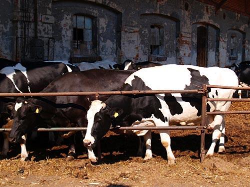 Hodowla bydła mlecznego - Rawicz, wielkopolskie