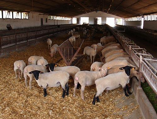 Zarodowa hodowla owiec - Rawicz, wielkopolskie