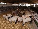 Zarodowa hodowla owiec - Rawicz, Rawicz, wielkopolskie