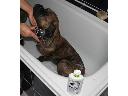 Opieka/wyprowadzanie/mycie psów, Pajęczno, łódzkie