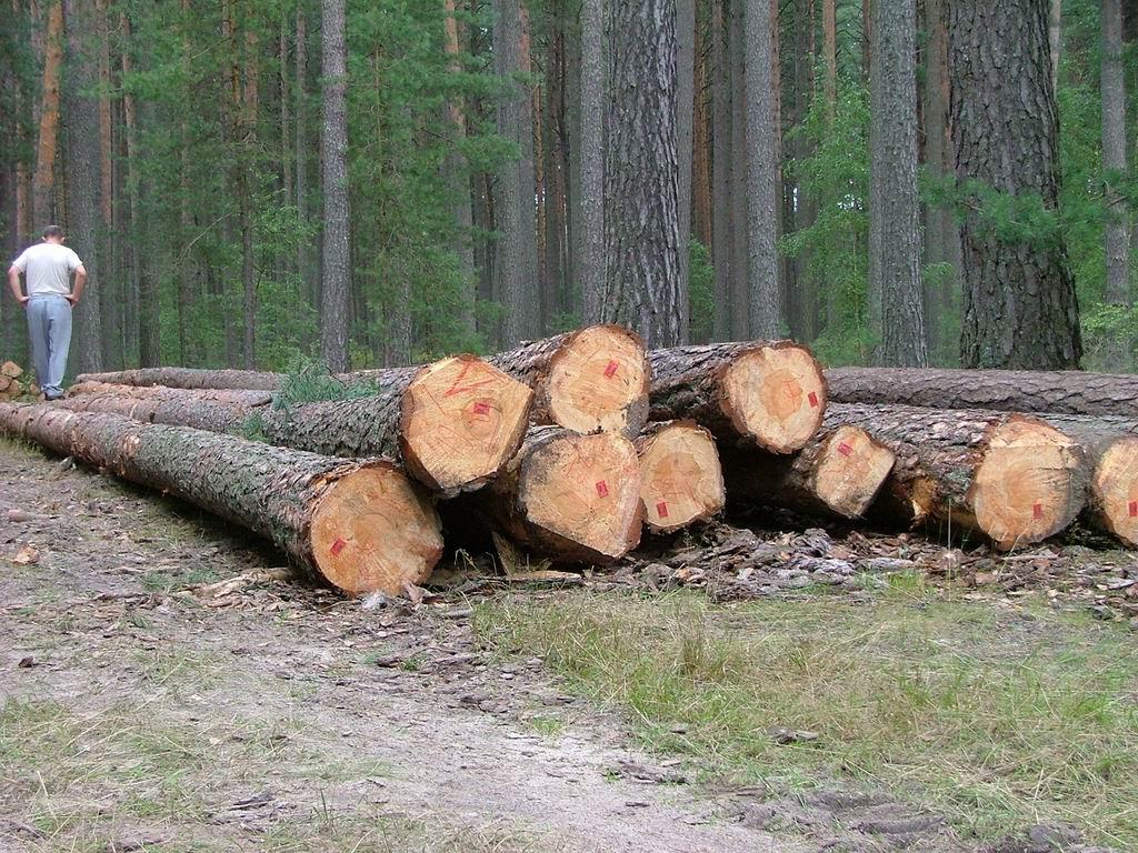 Zakład drzewny zaprasza!, Nidzica, warmińsko-mazurskie