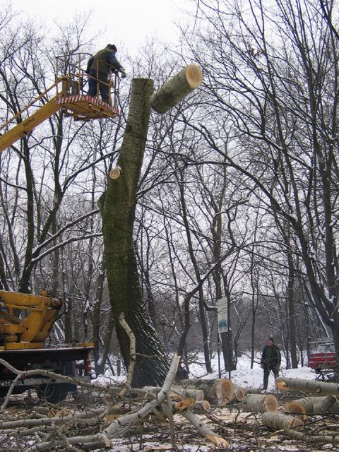  AGAdendron - wycinka drzew i usuw. samosiewów!!!, Raszyn, mazowieckie