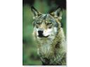 WYPRAWA NA LEGENDARNE CZERWONE BAGNO wilki, Biebrzanski Park Narodowy, podlaskie