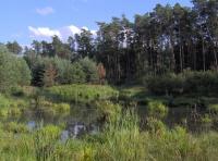 siedlisko bobrów w okolicy